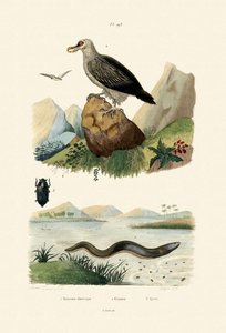 Elektromos angolna, 1833-39 alkotó: French School